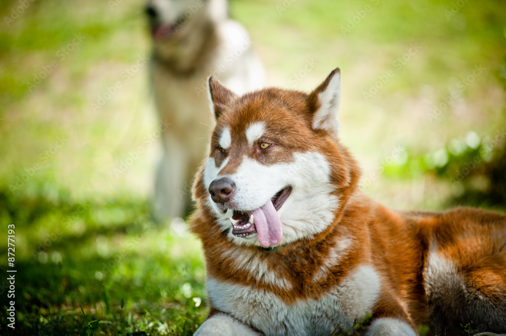 siberian husky siberian husky