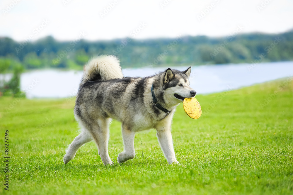 alaskan malamute with frisby disk in his mouth