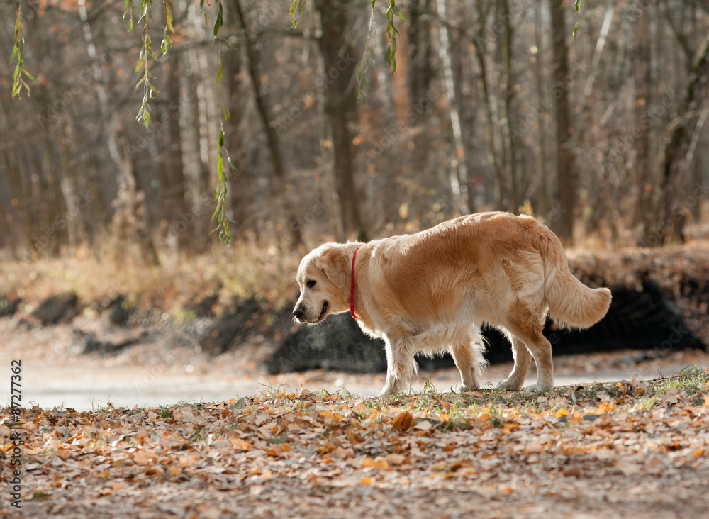 Golden retreiver dog in the park Golden retreiver dog in the park