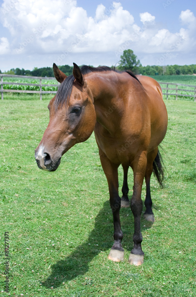 Horse and His Shadow – A horse stands in his pasture in the sun. Blue sky and green grass in the background. Horse and His Shadow – A horse stands in his pasture in the sun. Blue sky and green grass in the background.