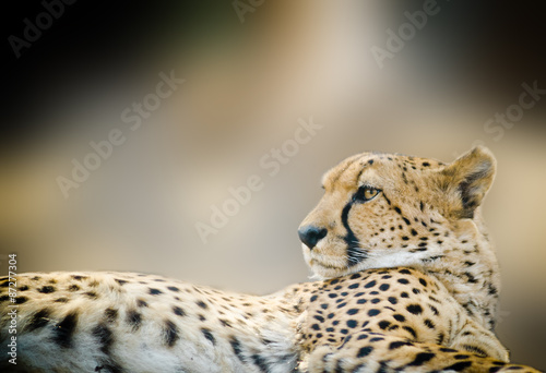 Cheetah close up laying