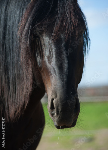 Young friesian horse head closeup #87277387