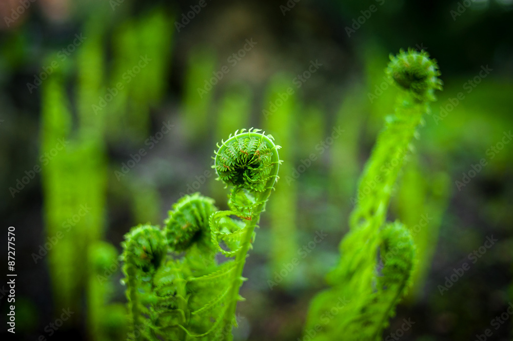 Young leaves of fern blossoming in forest