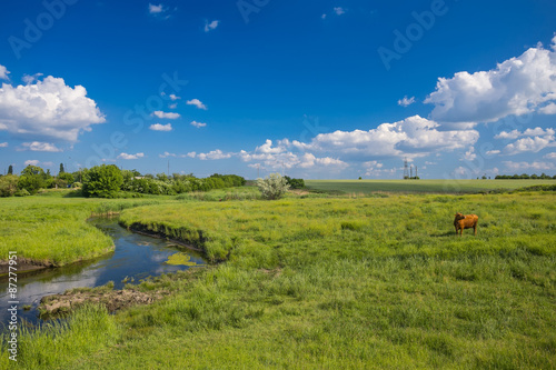 green grass  river  clouds  and cows