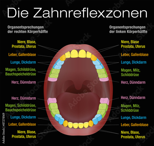 Teeth reflexology chart - alternative dental health care of permanent teeth and their corresponding internal organs. Vector illustration on black background. GERMAN LABELING!