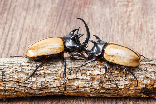 Yellow five horned beetle photo