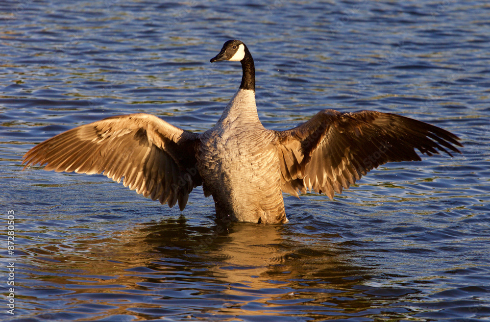 Fototapeta premium Beautiful Canada goose on the sunny evening