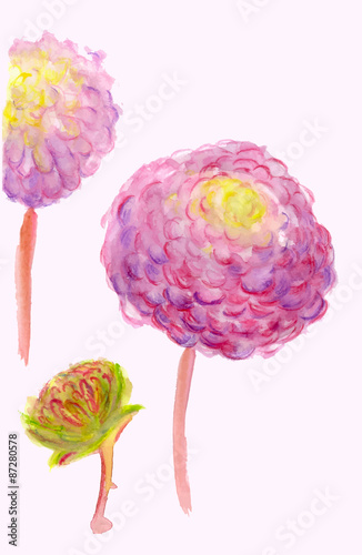 A three watercolor pink dahilas isolated