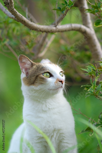 Fototapeta Naklejka Na Ścianę i Meble -  緑の中ののらねこ