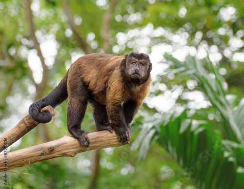 Brown capuchin monkey in rainforest