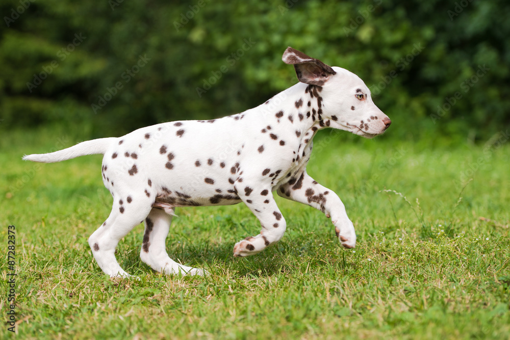 brown dalmatian puppy running on grass