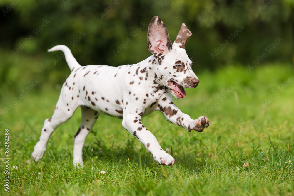 happy brown dalmatian puppy