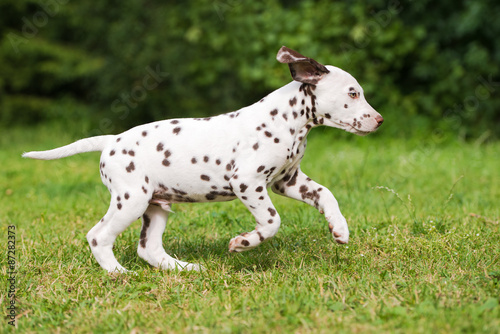 brown dalmatian puppy running on grass
