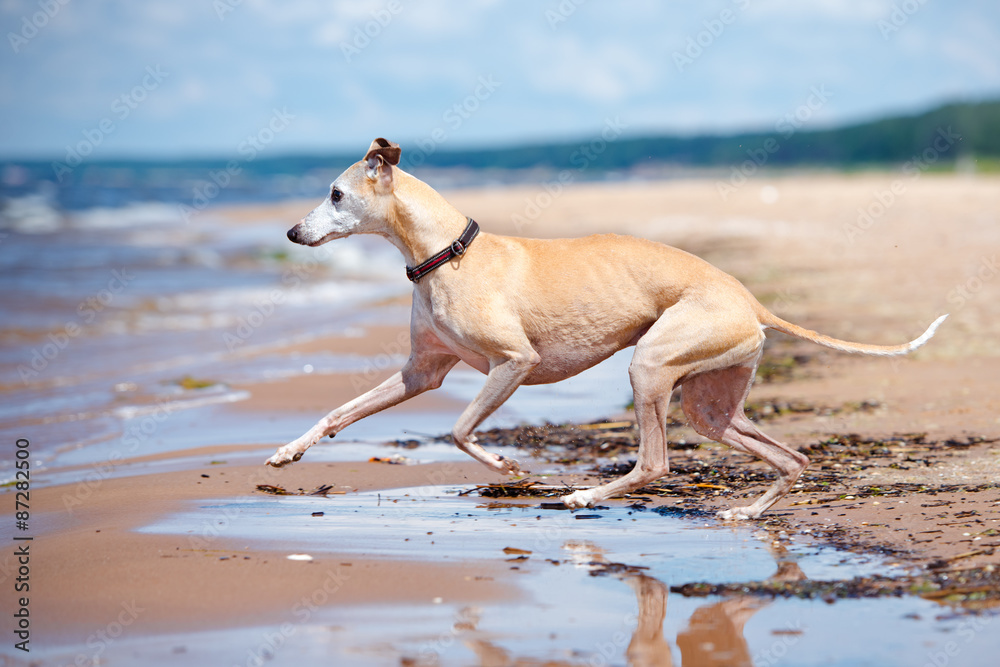 red whippet dog running on the beach Stock Photo | Adobe Stock