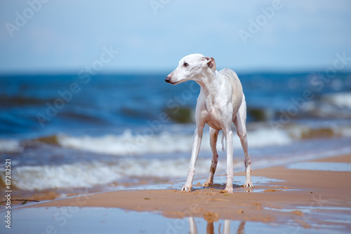 white whippet standing on the beach