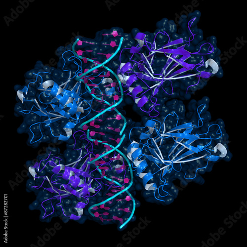 Ribbon model of p53 protein bound to DNA molecule. p53 (aka tumor protein 53) is a transcription factor whose inactivation can trigger the onset of cancer.
