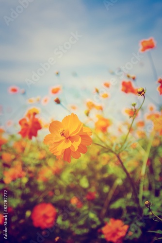 marigold yellow Beautiful  popular crop. © aengza001