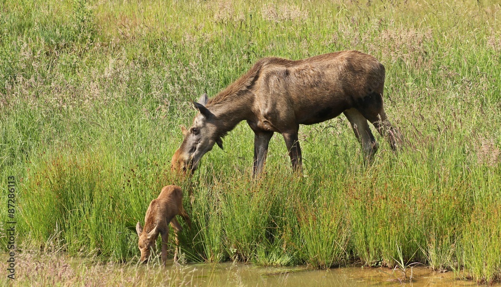 Fototapeta premium Elchkuh (Alces alces) mit 11 Tage alten Zwillingen 