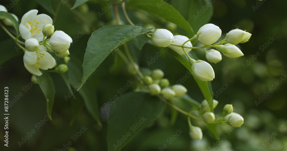jasmine flowers in bloom outdoor photo jasmine flowers in bloom outdoor photo