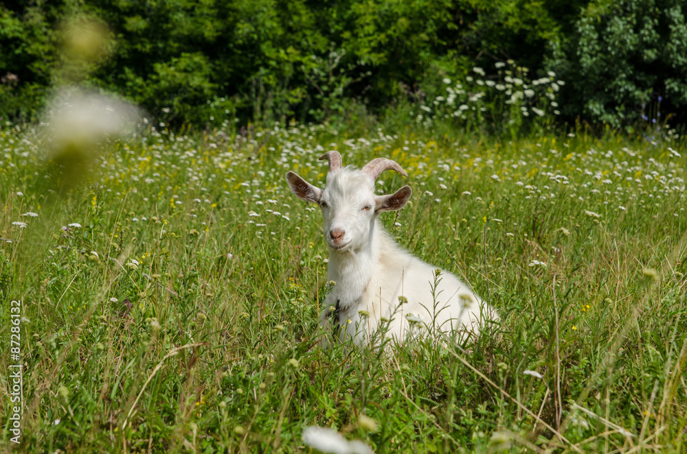 Naklejka premium Goat