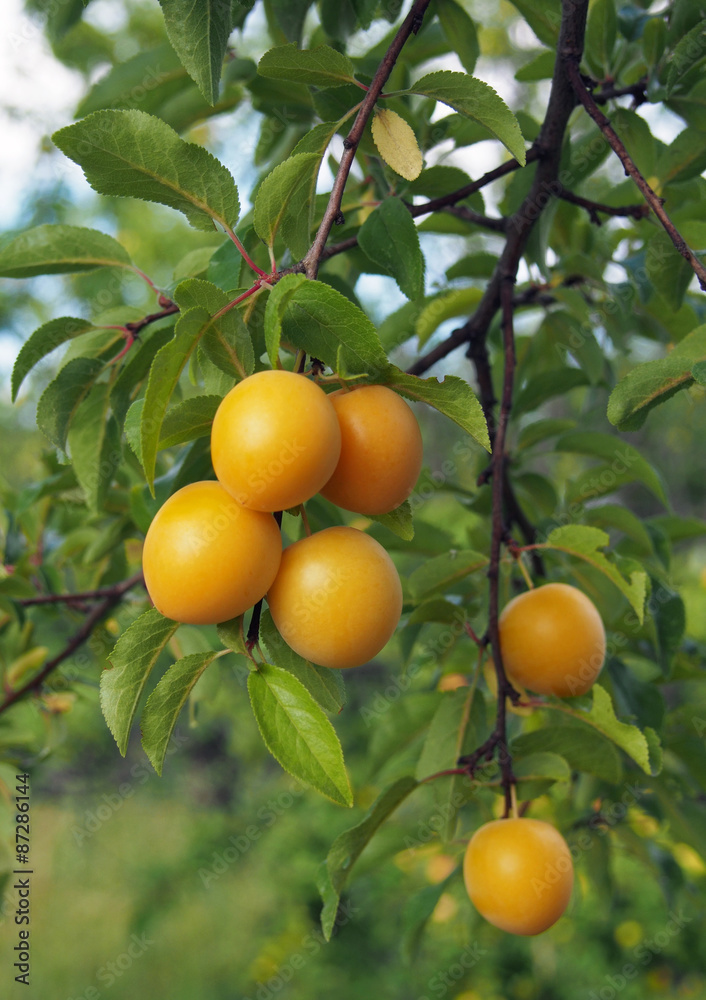 Ripening yellow plums on a background branches and foliage