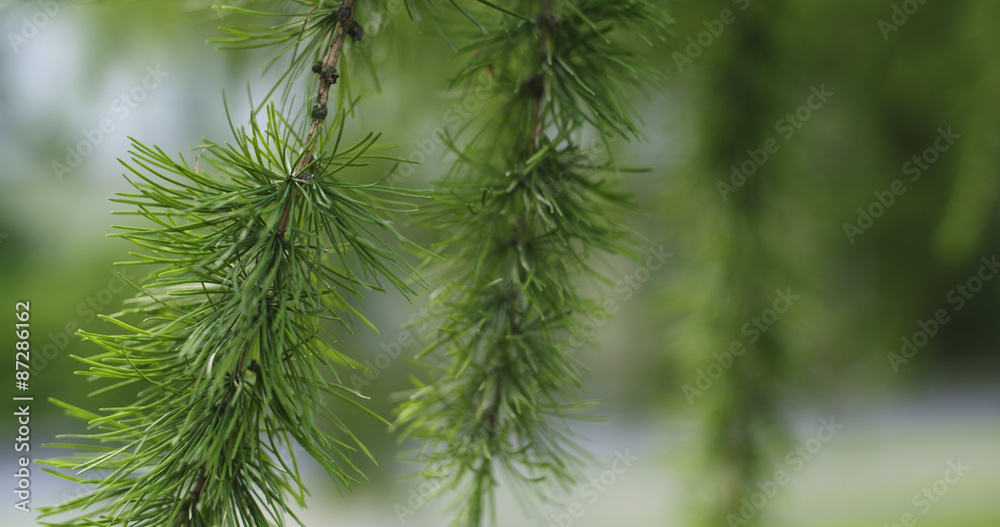 larch tree with cones in summer day larch tree with cones in summer day