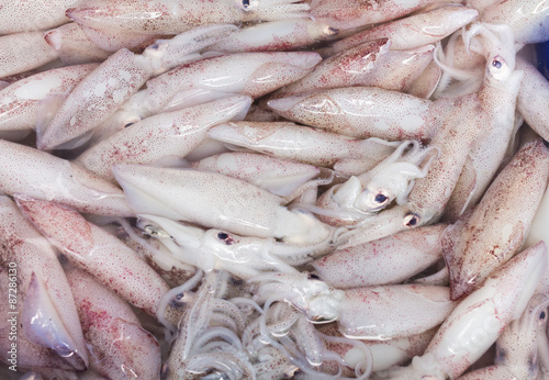 Very fresh squid in Thailand Market.