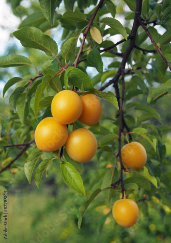 Ripening yellow plums on a background branches and foliage