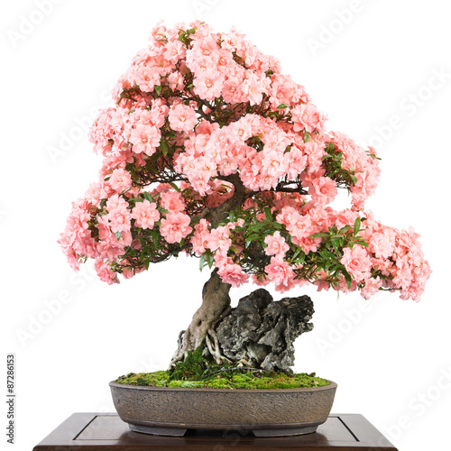 Azalee als Bonsai mit rosa Blüten