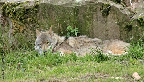 Ruhender Wolf (Canis lupus) 