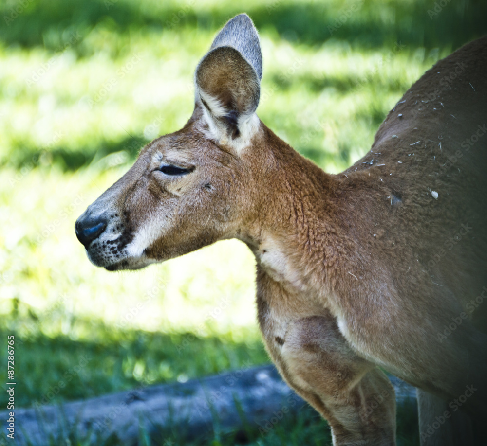 Fototapeta premium Kangaroo