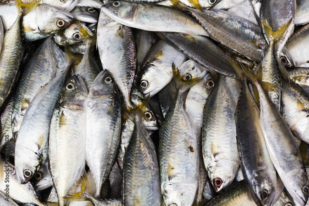 Obraz premium Fresh mackerel fish in Thailand Market.