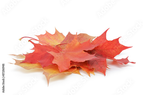 heap of colorful maple autumn leaves on white