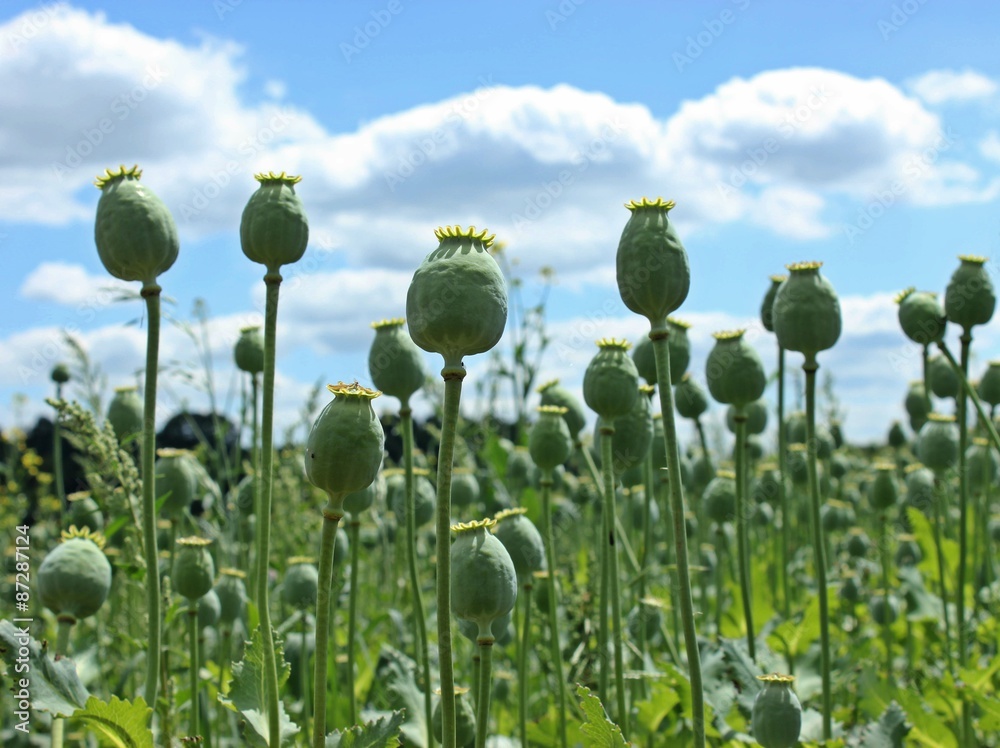 Obraz premium Schlafmohnfeld (Papaver somniferum) in Germerode am Meißner