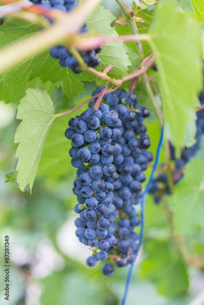 Bunch of grapes with green vine leaves in basket on wooden table