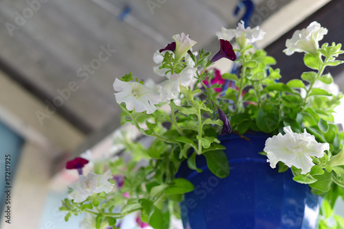 Fototapeta Naklejka Na Ścianę i Meble -  Petunia flowers at a pot outdoors in summer