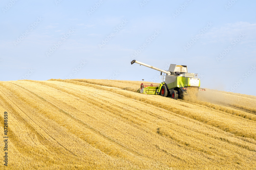 Obraz premium Wheat harvester in action