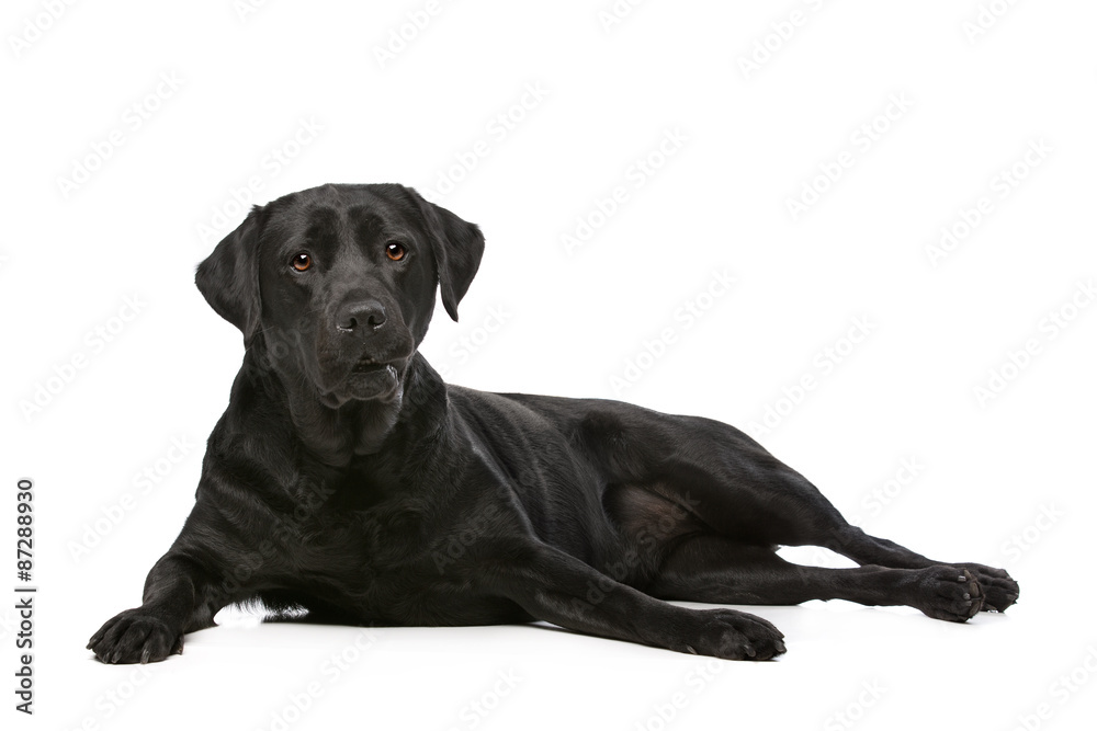 Black Labrador dog