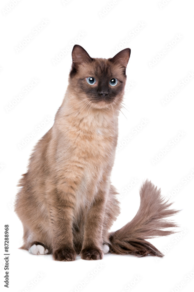 Brown Ragdoll cat