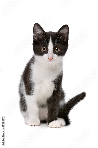 little black and white kitten