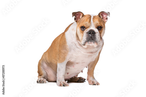 English Bulldog in front of a white background