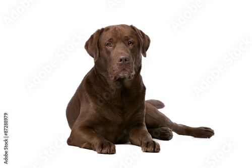 Chocolate Labrador dog