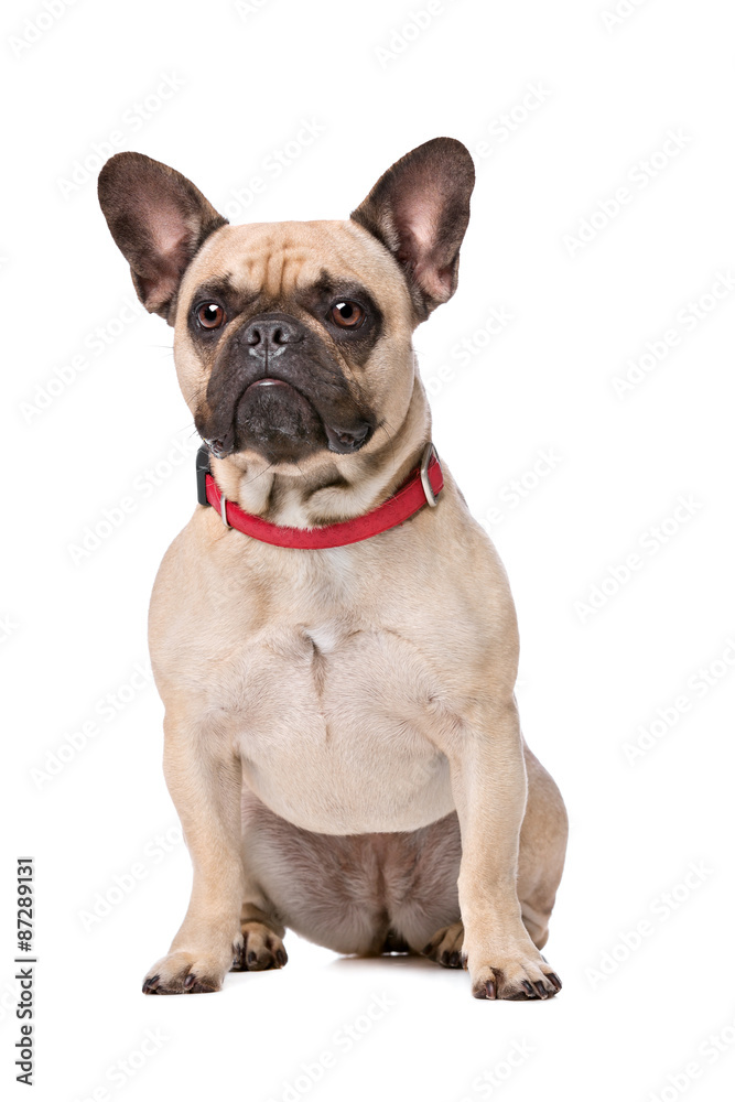 Brown French Bulldog