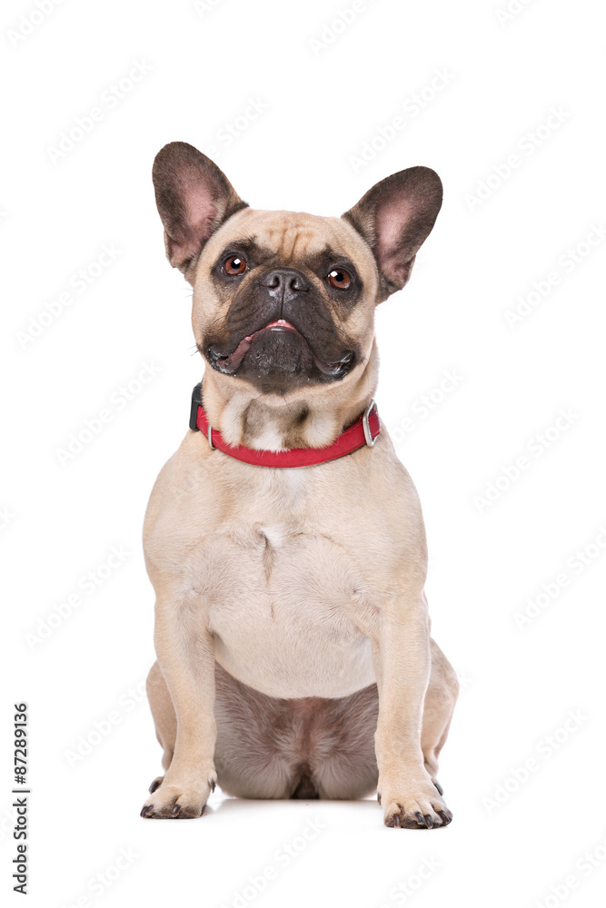 Brown French Bulldog Brown French Bulldog