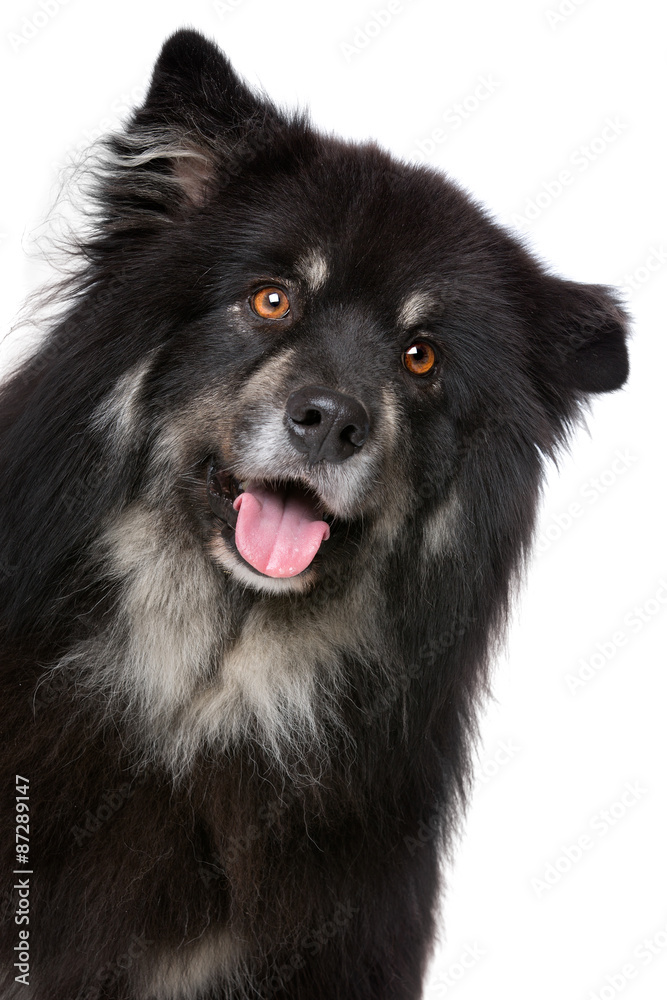 Finnish Lapphund in front of a white background Finnish Lapphund in front of a white background
