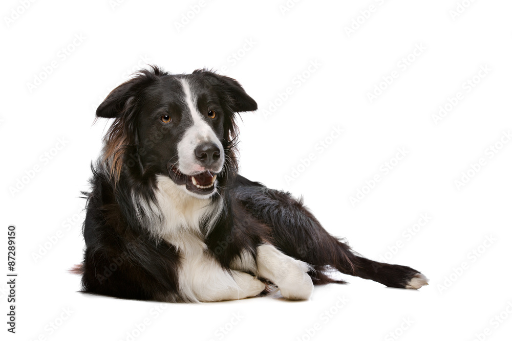 Black and White Border Collie