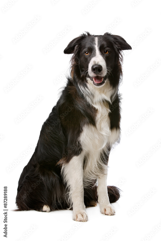 Black and White Border Collie