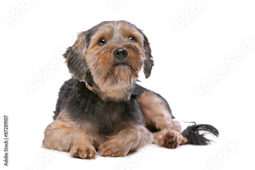 Fototapeta Naklejka Na Ścianę i Meble -  mixed breed Yorkshire Terrier