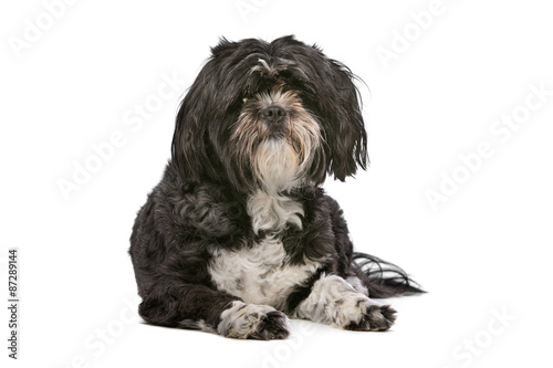 Mixed breed small fluffy dog
