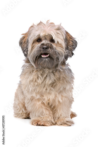 Fototapeta Naklejka Na Ścianę i Meble -  Mixed breed small fluffy dog